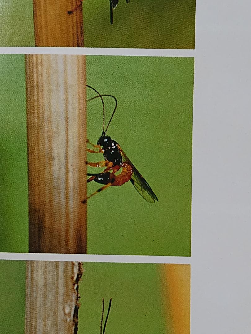 昆虫行動の化学　行動から見た昆虫1　石井象二郎　培風館