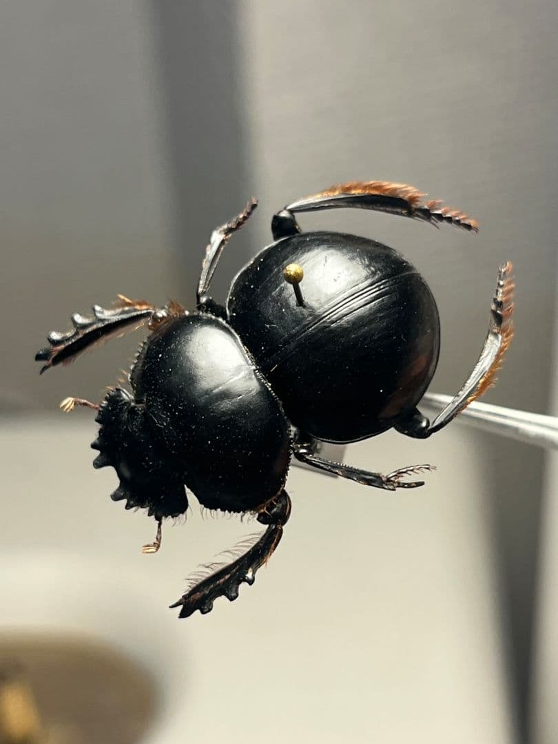 【27mm♀】クモガタタマオシコガネに酷似のPachysomaフンチュウ標本