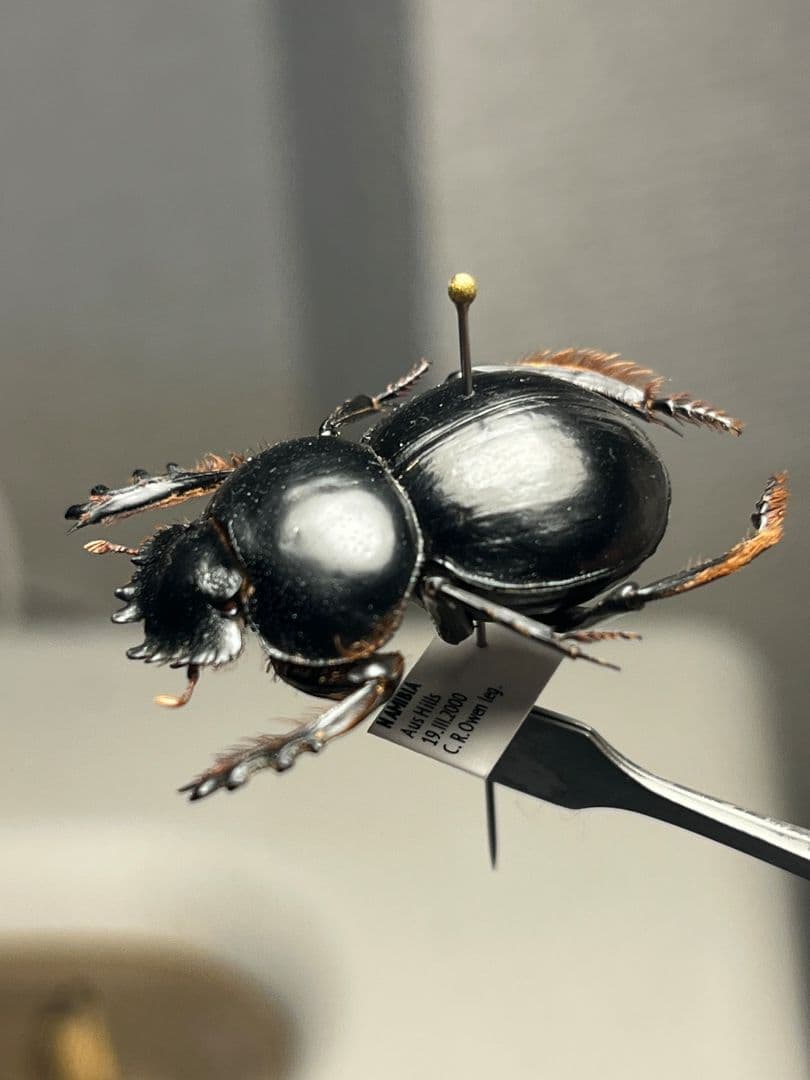 【27mm♀】クモガタタマオシコガネに酷似のPachysomaフンチュウ標本