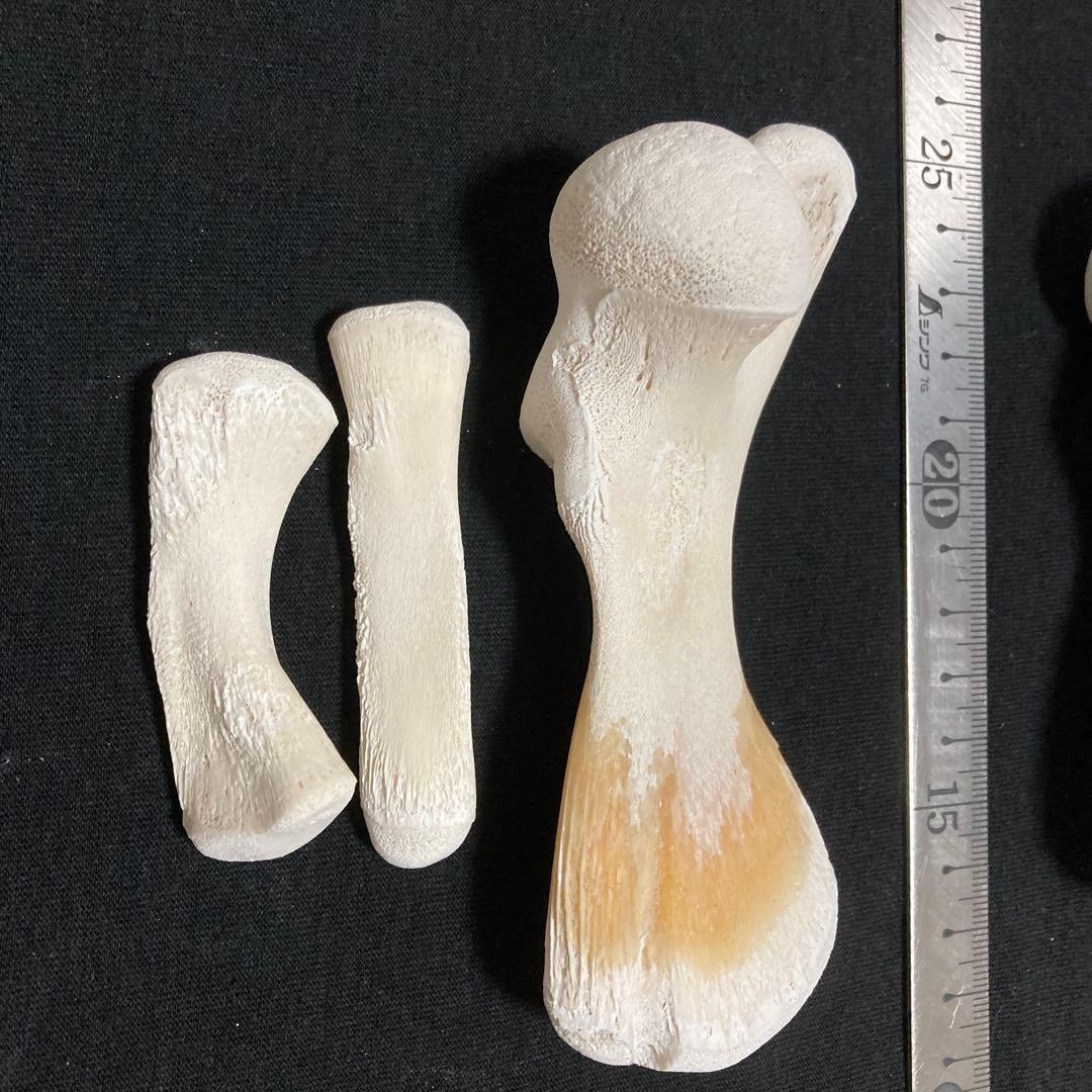 アカウミガメの骨標本　海亀頭骨他