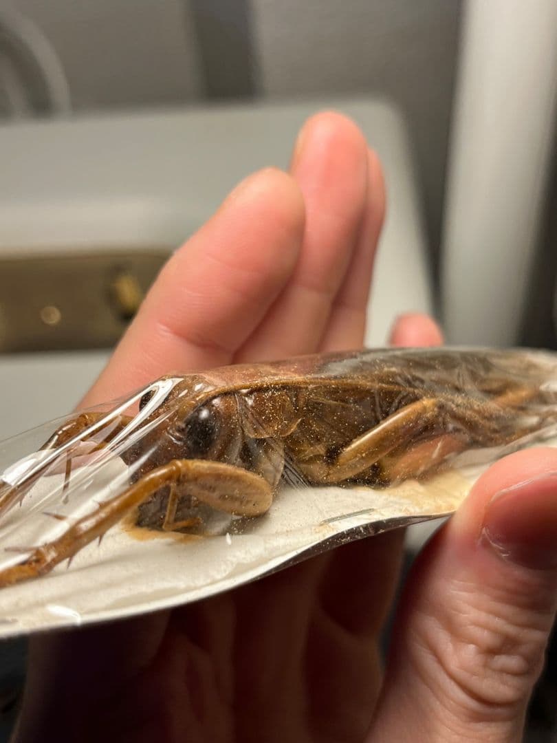 【73mm♂】リオック Sia ferox コロギス昆虫標本デュビアタランチュラ