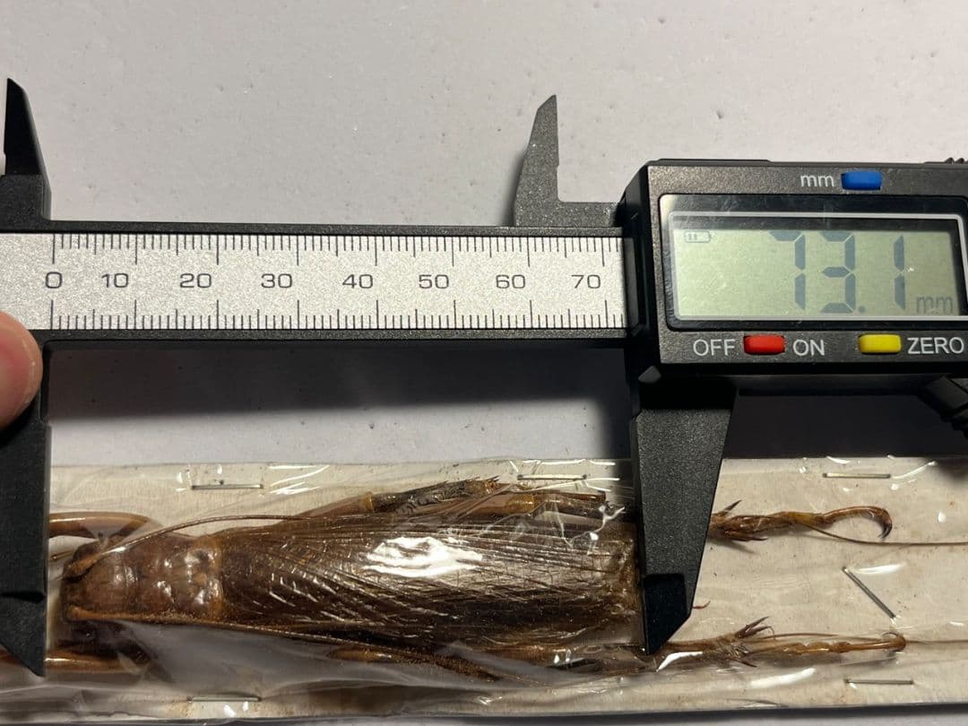 【73mm♂】リオック Sia ferox コロギス昆虫標本デュビアタランチュラ