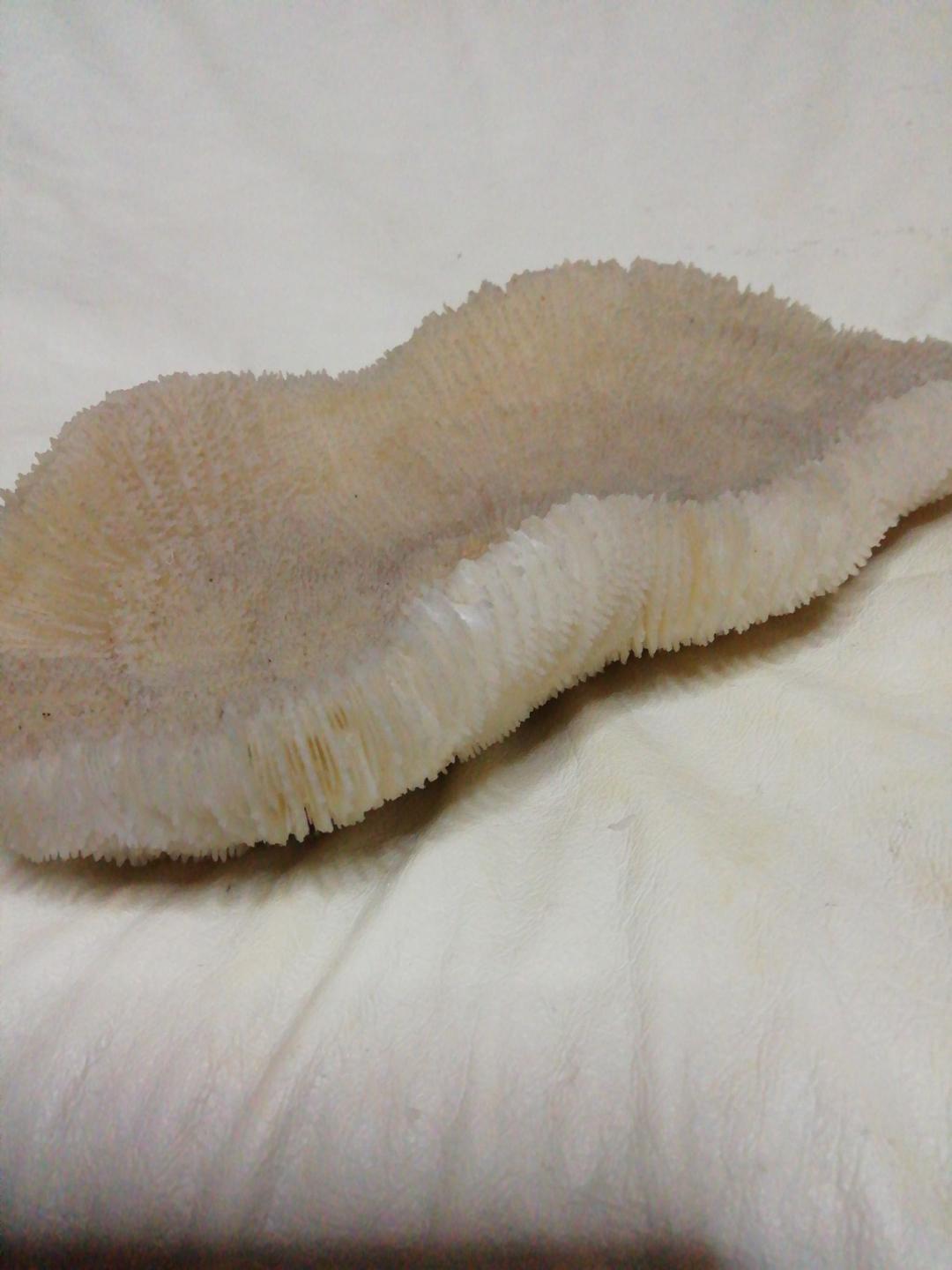 珊瑚(実珊瑚)