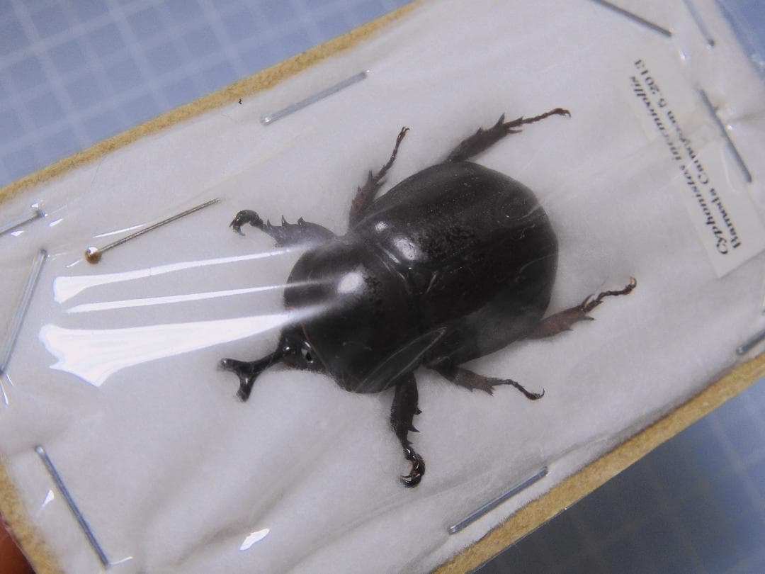 カメルーン産　イネルミコリスサスマタカブト　27mm