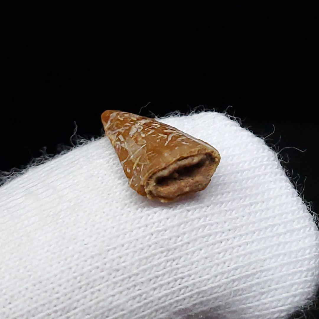 希少 ヴァリラプトル 化石 歯 恐竜 本物 フランス産 12.01mm fr86