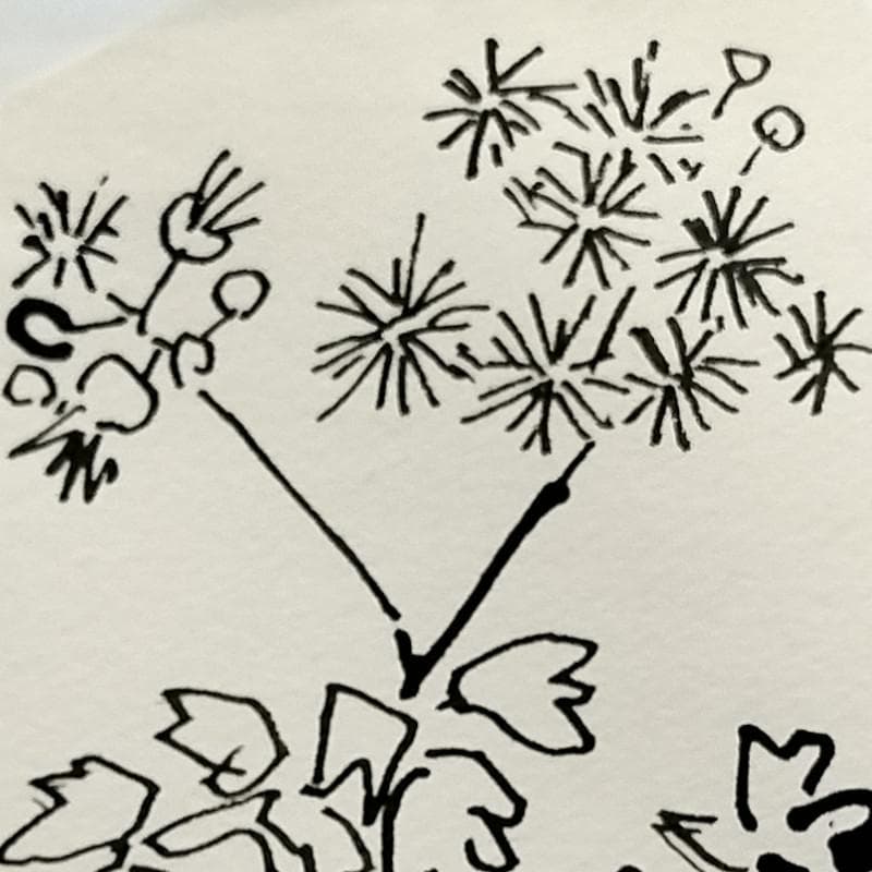 ☆坂本直行☆「 からまつそう 」ペン画　インチサイズ　未使用！