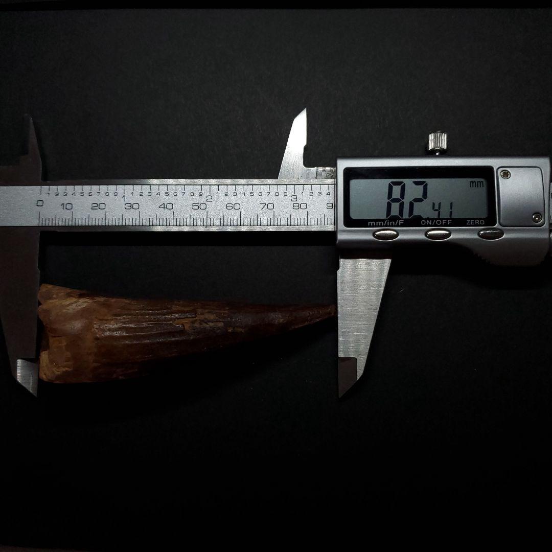 美品 スピノサウルス 本物 モロッコ産 82.41mm  sp430