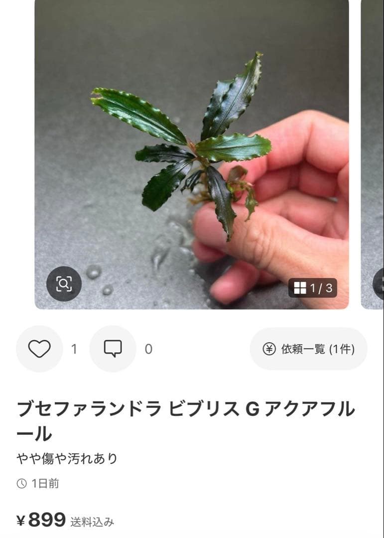 ブセファランドラ ビブリス B 他