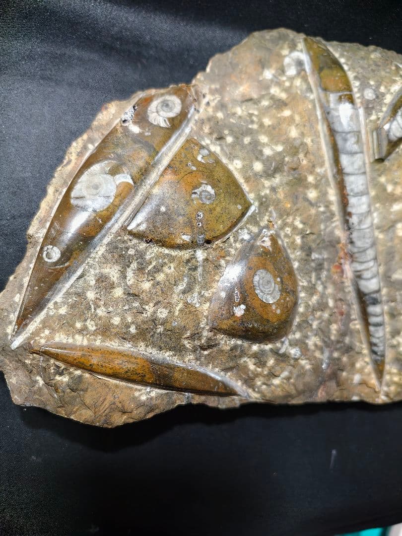 天然化石 オルソセラス+アモナイト 置物 天然石 骨董 旧家蔵出し 蒐集家放出