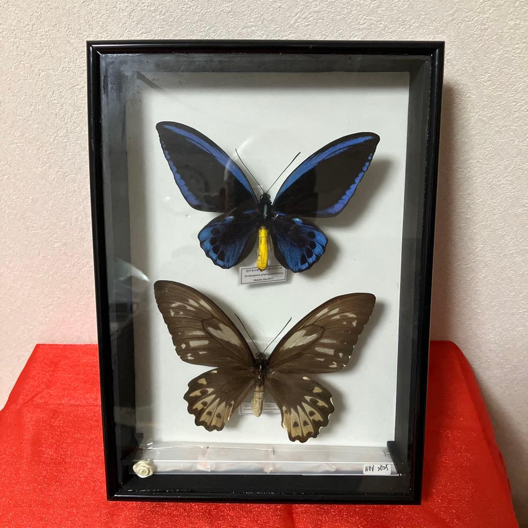 Ornithoptera priamus urvillianus 蝶の標本 ♂♀