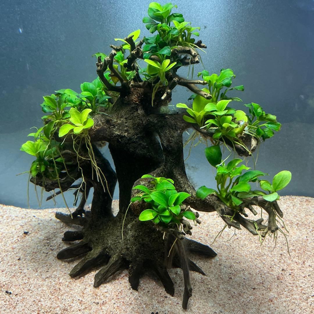 【メルカリ便】盆栽流木　20×10×15cm アヌビアス活着流木