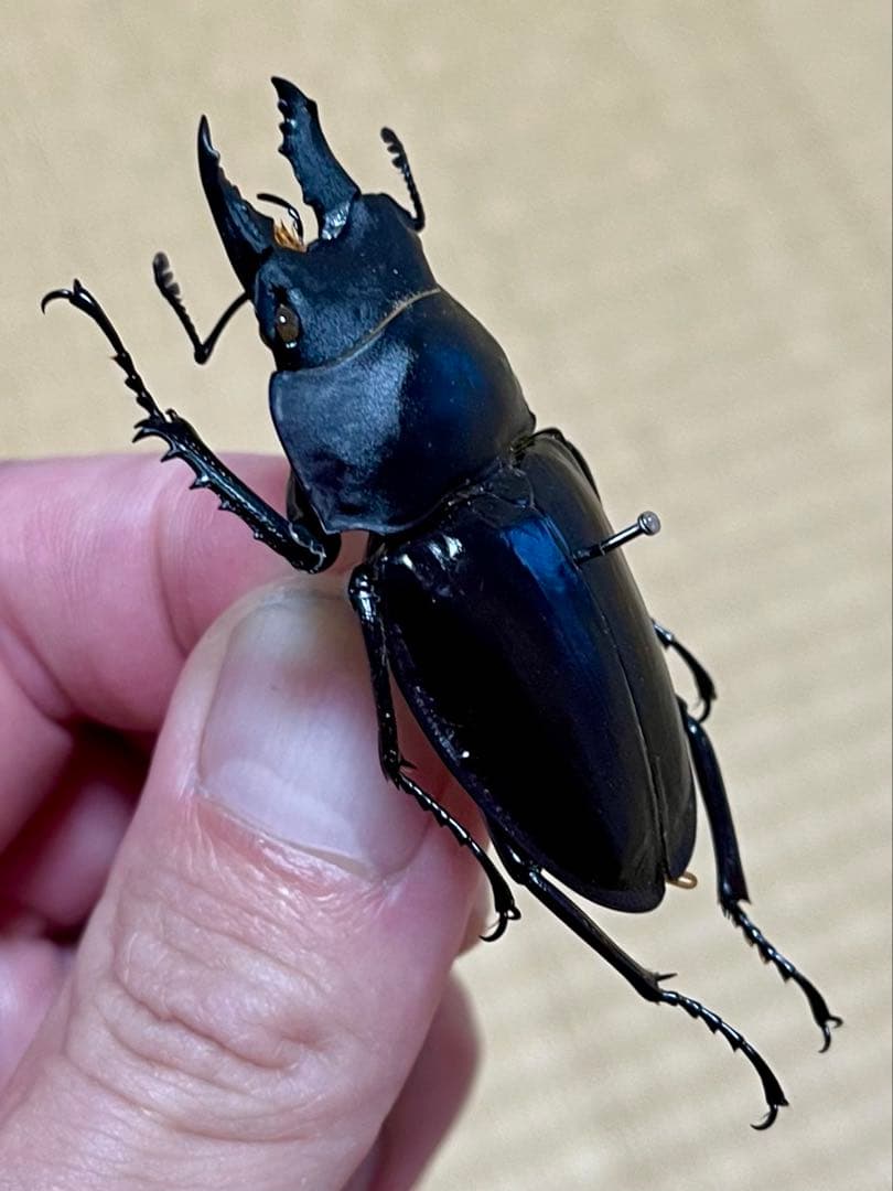 ダ*ド様 アマミマルバネクワガタWD標本　54.9㎜希少