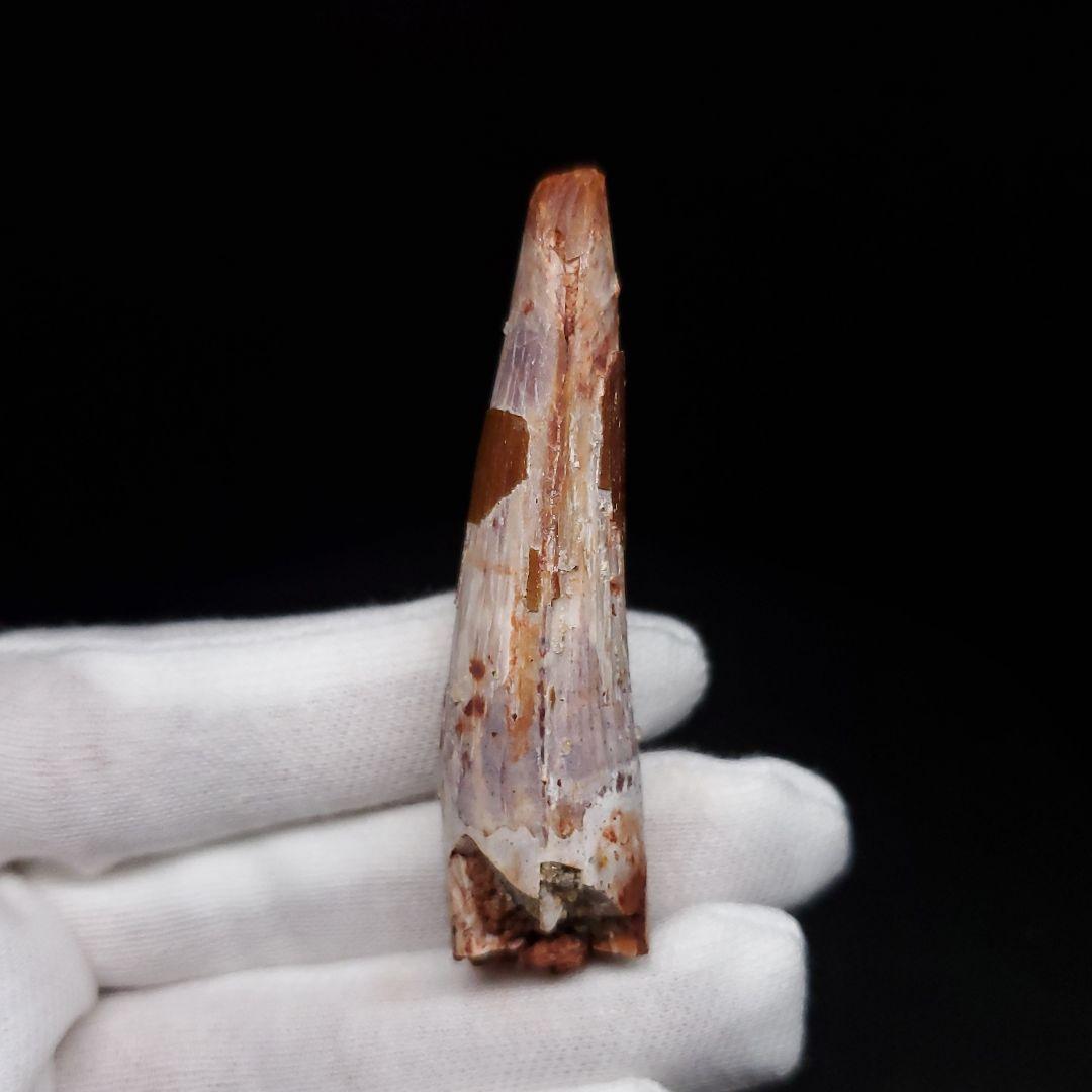 スピノサウルス 本物 モロッコ産 62.63mm sp471