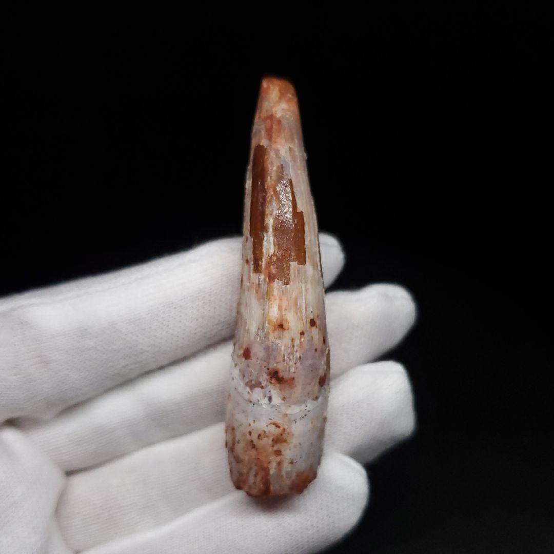 スピノサウルス 本物 モロッコ産 62.63mm sp471