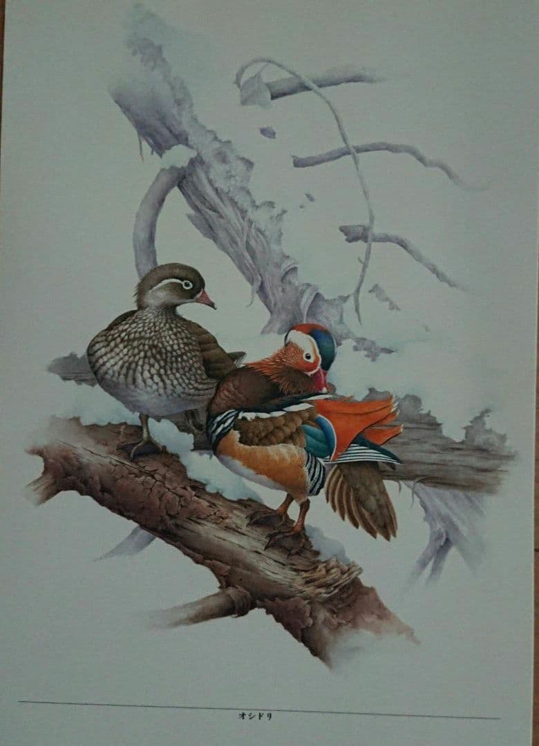 【レア・非売品】エクセレント・バードコレクション5枚組 日本野鳥紀行