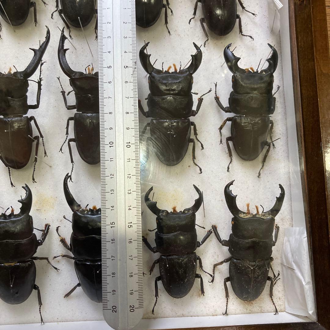 750mmオーバー1000mm世界のクワガタオオクワガタヒラタクワガタなど21頭