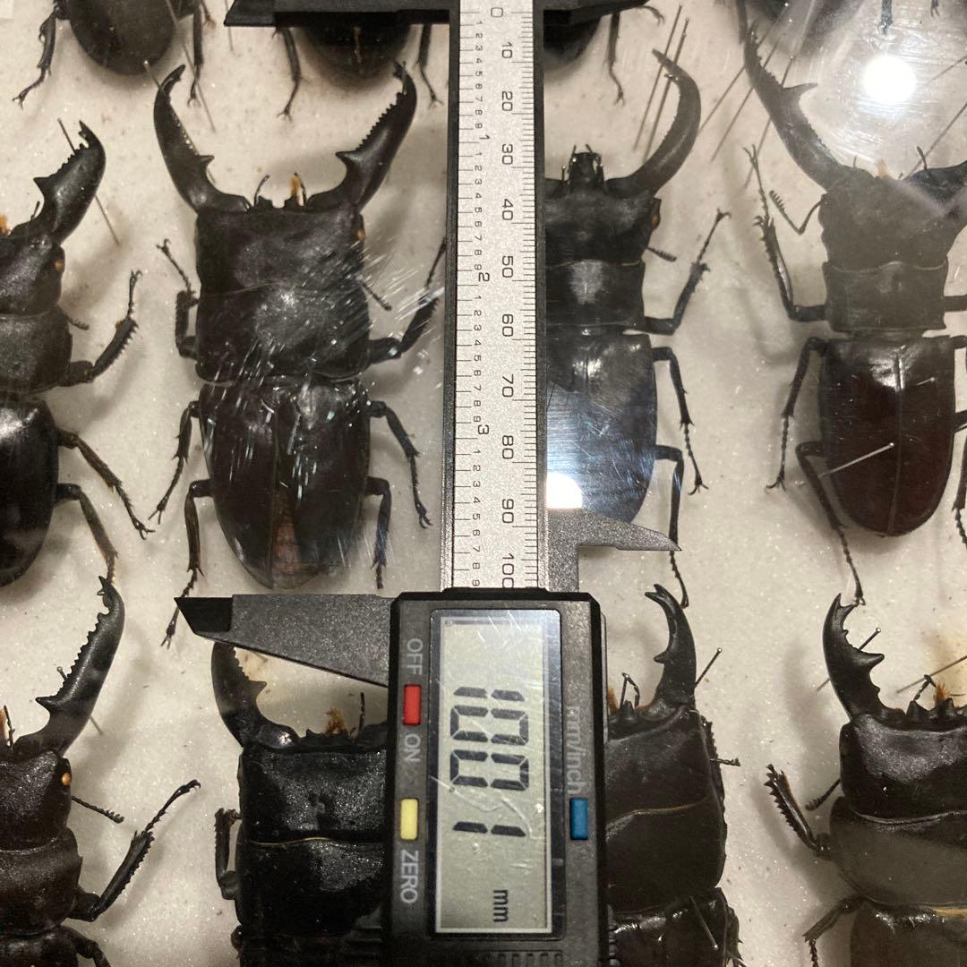 750mmオーバー1000mm世界のクワガタオオクワガタヒラタクワガタなど21頭
