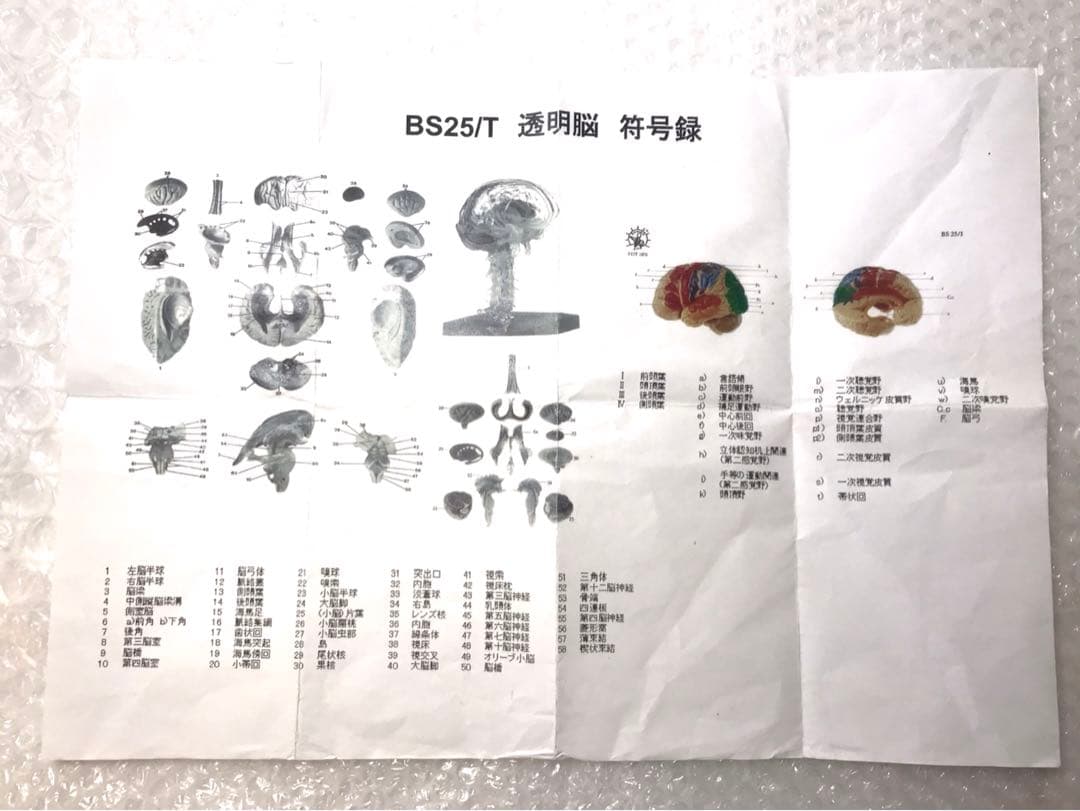 独SOMSO社 (ソムソ社) BS25/T透明な１５分解脳模型♡ 　脳解剖模型