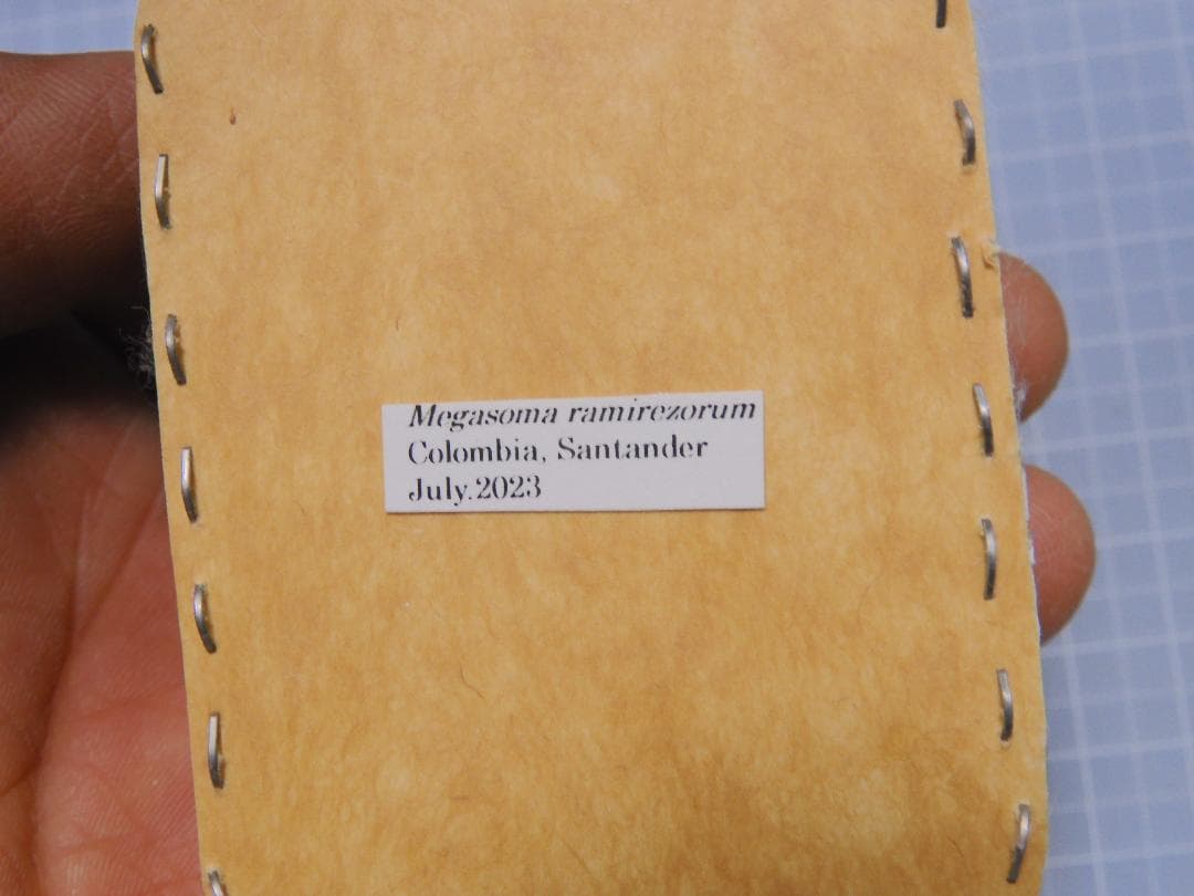 コロンビア産　ラミレスゾウカブト　98mm