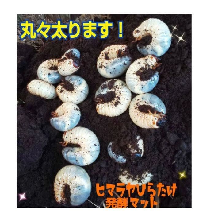 カブトムシ幼虫が大きく育ちます！ヒマラヤひらたけ発酵マット【6袋】栄養添加剤入り
