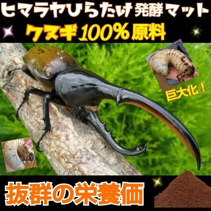 カブトムシ幼虫が大きく育ちます！ヒマラヤひらたけ発酵マット【6袋】栄養添加剤入り