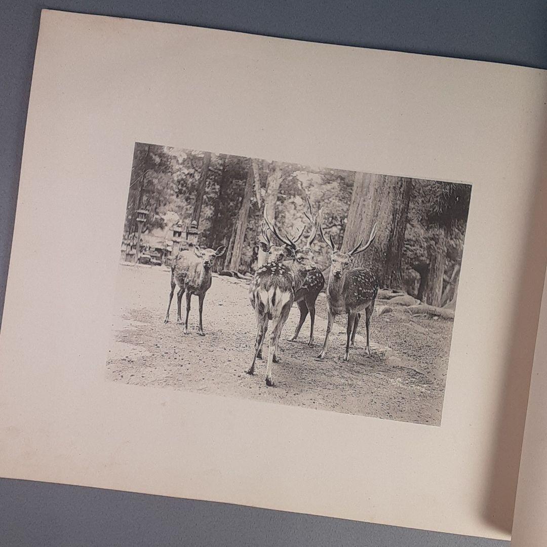 写真鹿帖..カメラ目線な122年前の鹿たちの写真集
