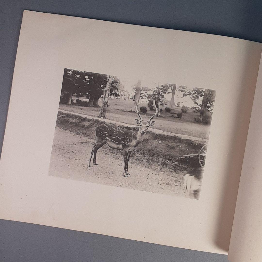 写真鹿帖..カメラ目線な122年前の鹿たちの写真集