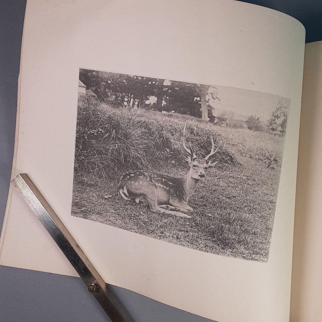 写真鹿帖..カメラ目線な122年前の鹿たちの写真集