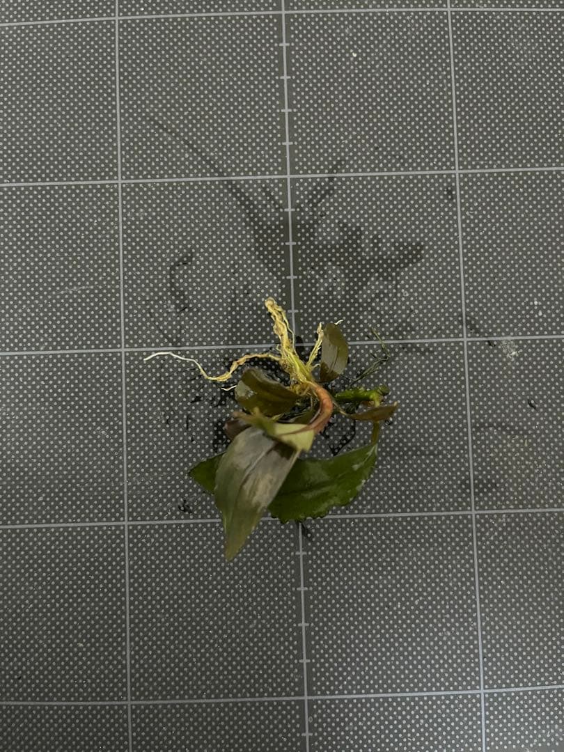 タグ付きBucephalandra sp.\"Posuk\"