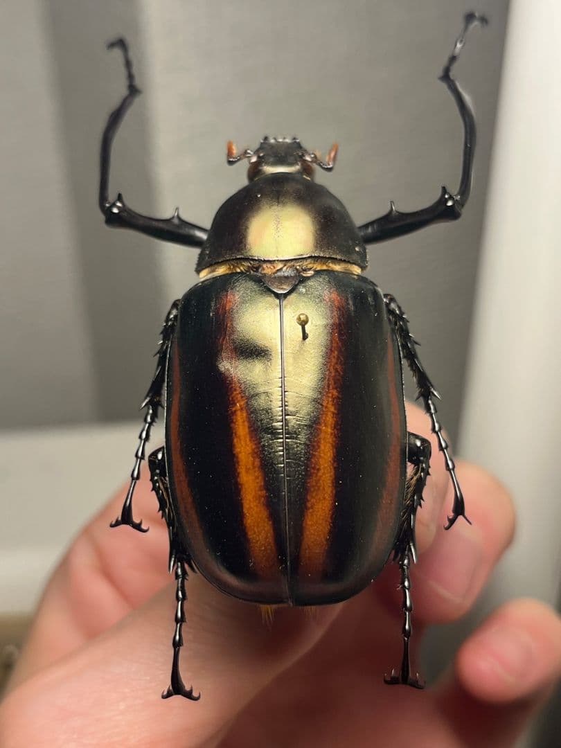 【手長黄金最高峰】セスジドウナガテナガコガネ ♂標本 プラチナコガネ ウグイスコ