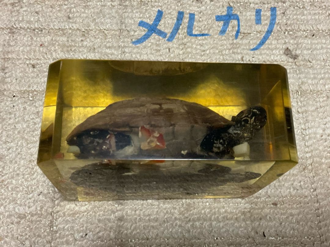 レジン亀／クサガメのレジン標本となります。【お土産品で購入した物です。】。