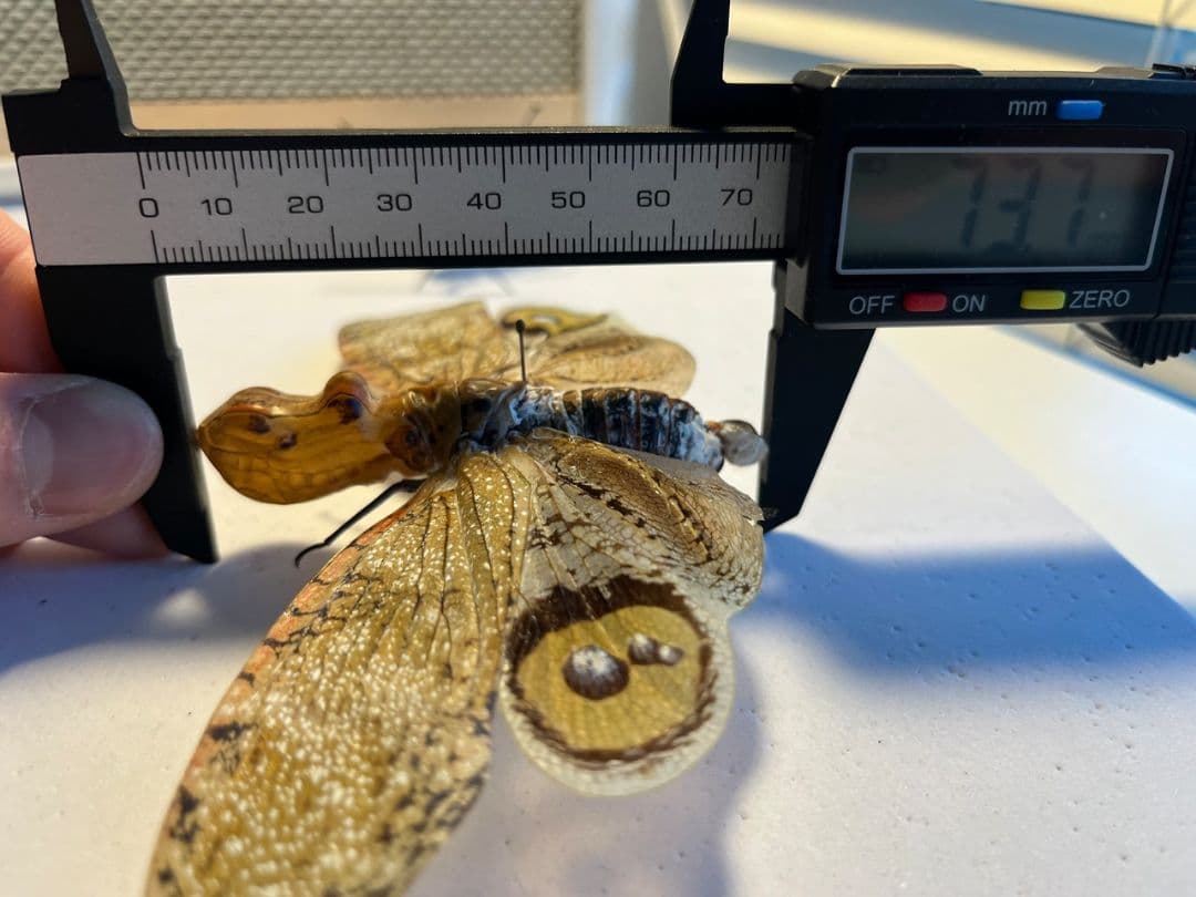 【巨大】オオテングビワハゴロモ 外国産蝶標本 標本 蝶 蛾 ヤママユオオミズアオ