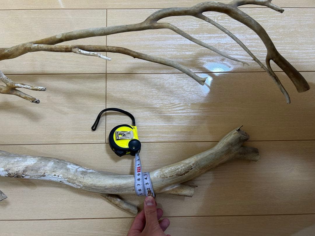 珊瑚　深海松 レインボーコーラル 原木 希少