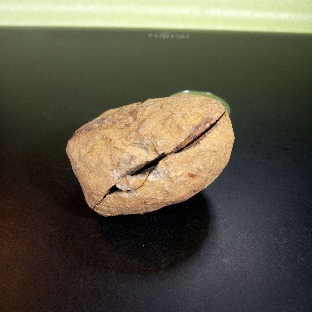 三葉虫　化石　fossil　海　ボリビア産　trilobite　レア　化石№⑩