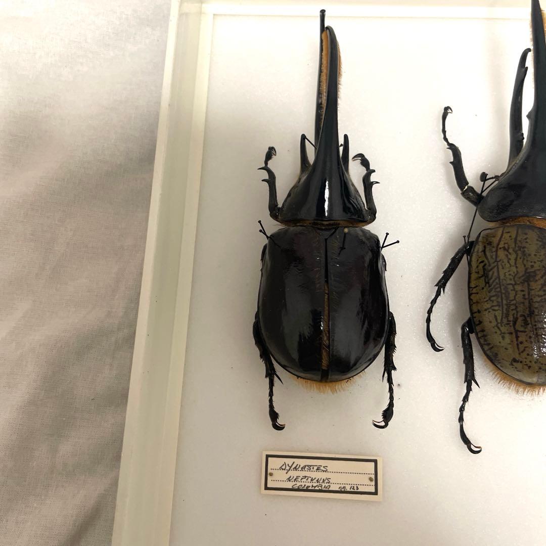 カブトムシ標本 6匹セット フレーム付き