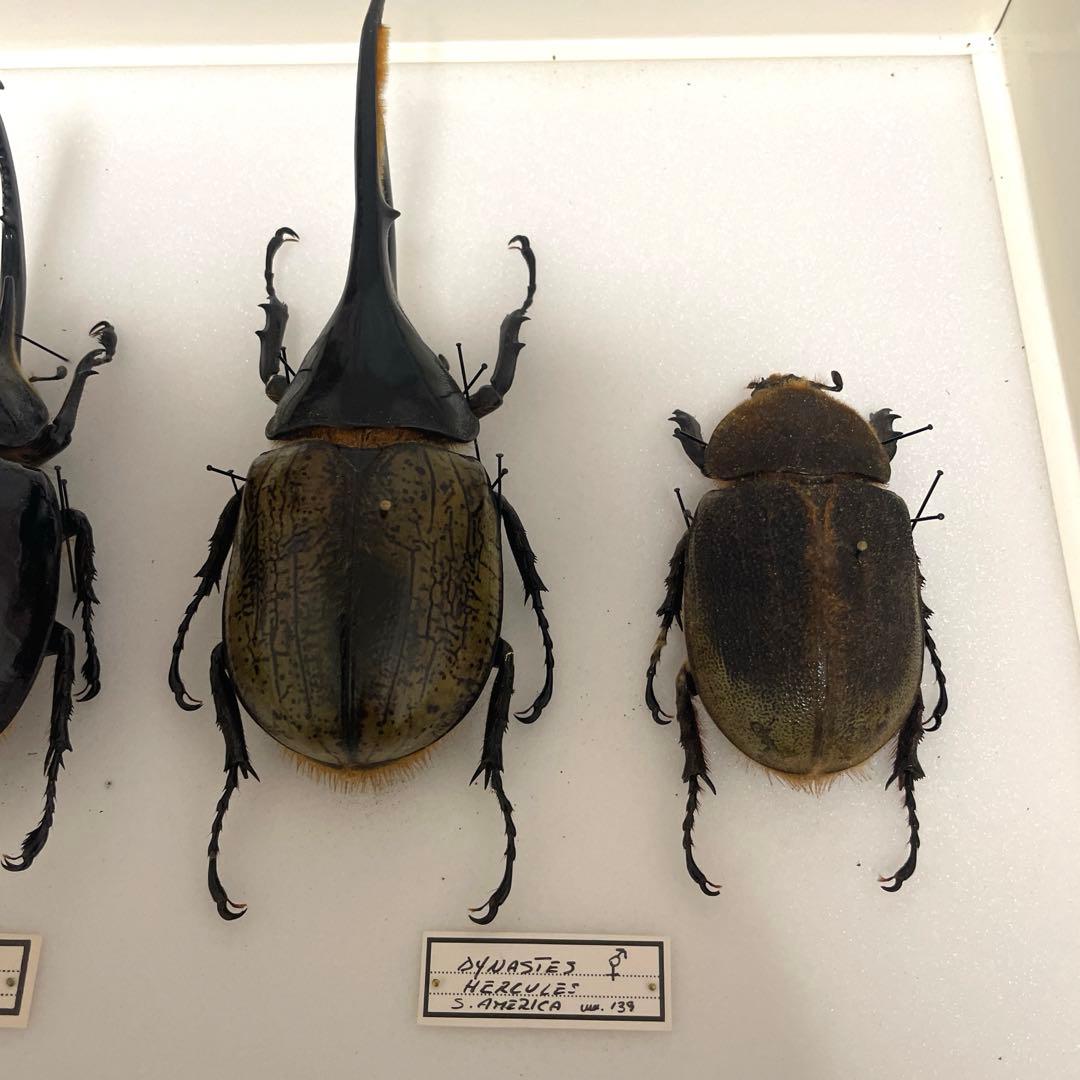 カブトムシ標本 6匹セット フレーム付き