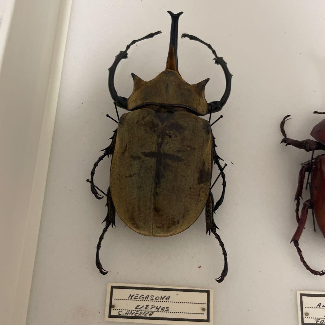 カブトムシ標本 6匹セット フレーム付き