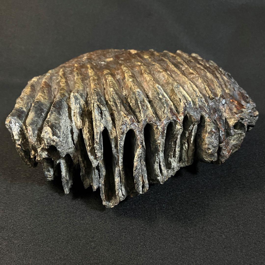 ナウマンゾウ　臼歯　化石