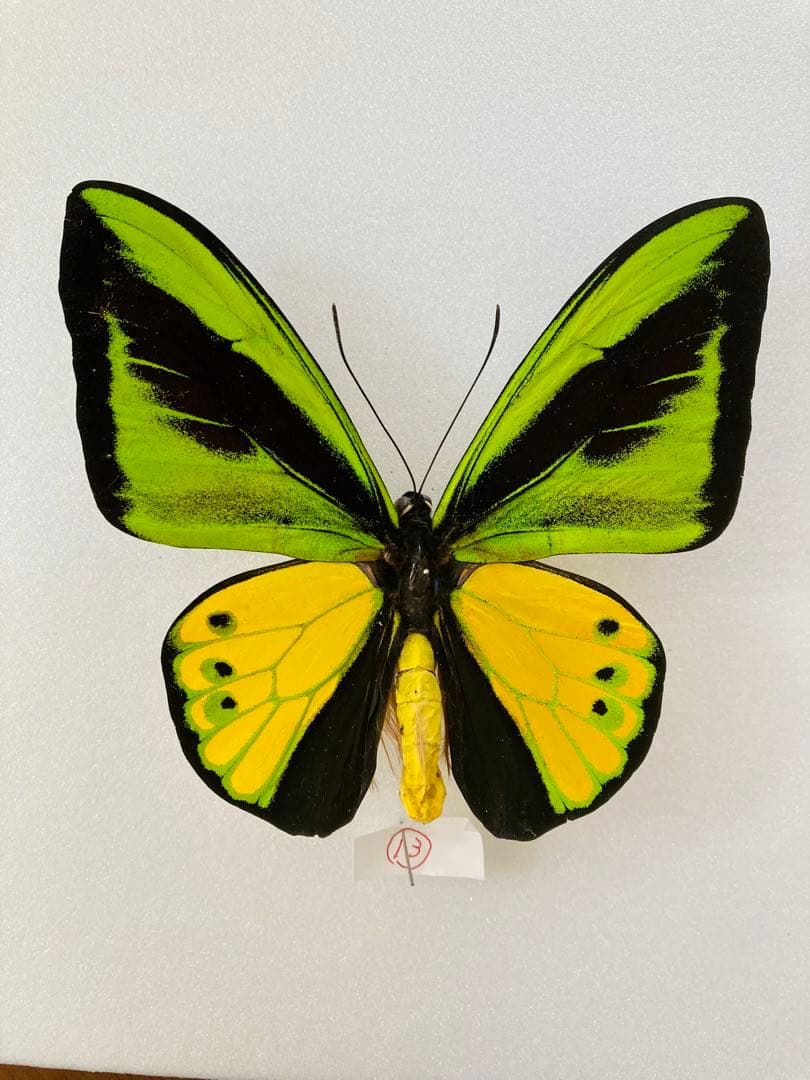 【1ペア】ゴライアストリバネアゲハ（パプアニューギニア産）