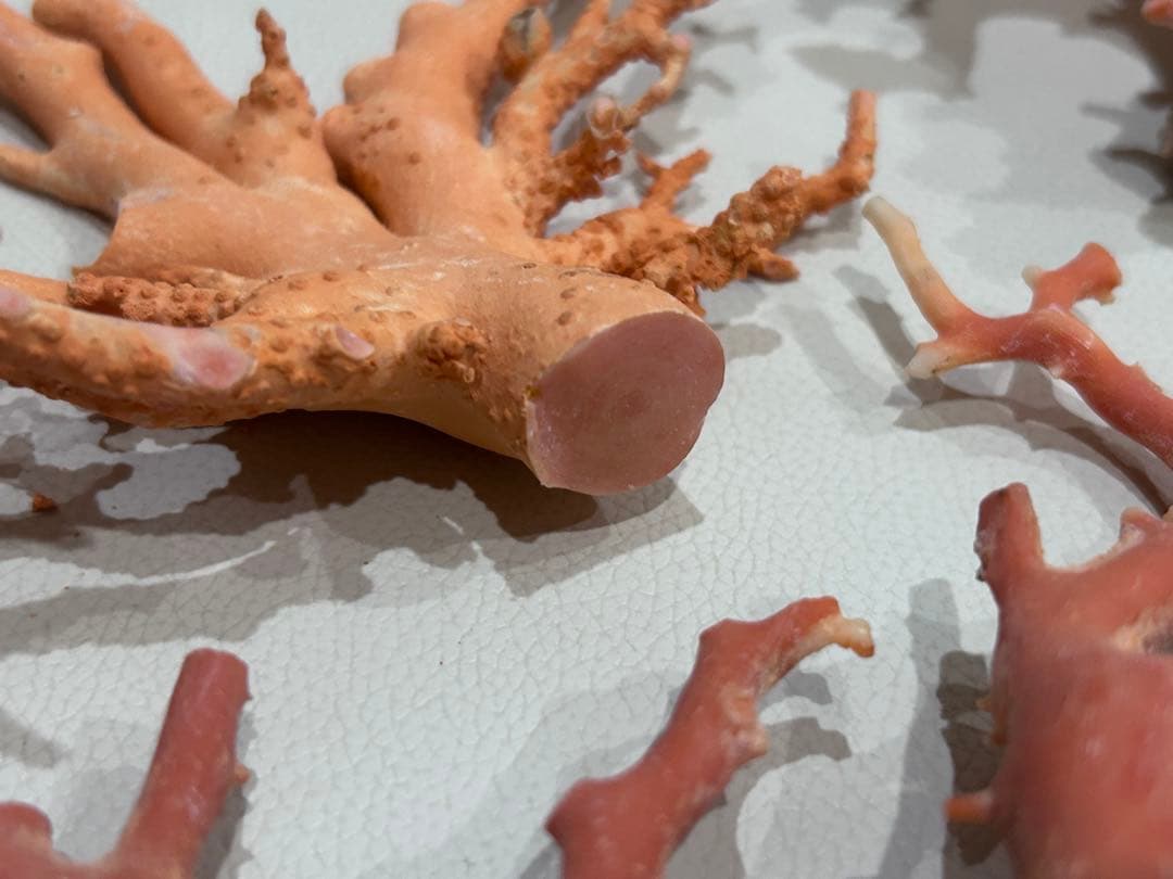 赤珊瑚桃珊瑚原木