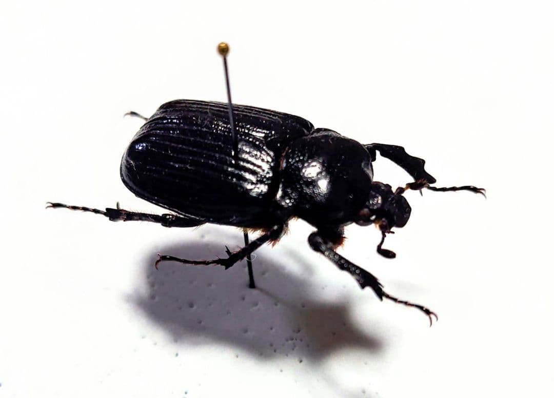 ９月限定　昆虫標本　珍品クイグルトラハナムグリ♀