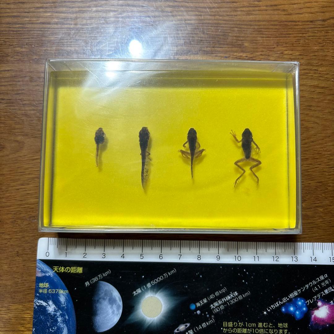 オタマジャクシ標本 4体セット　カエル　おたまじゃくし　変態　標本　レジン