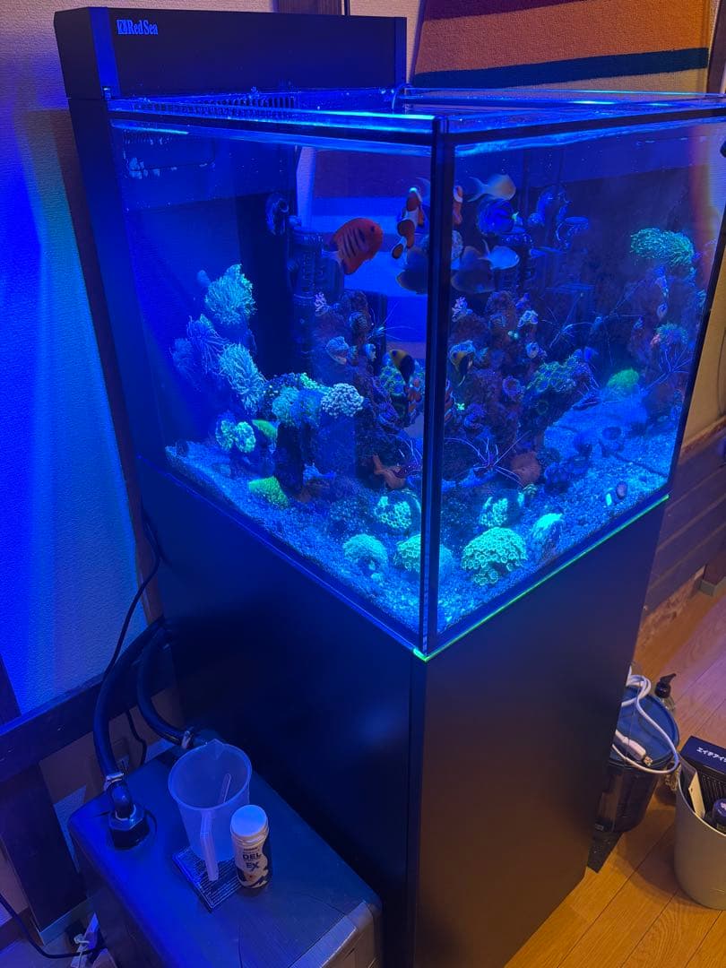 レッドシー　MAXシリーズ　ペニシュラン　大阪から