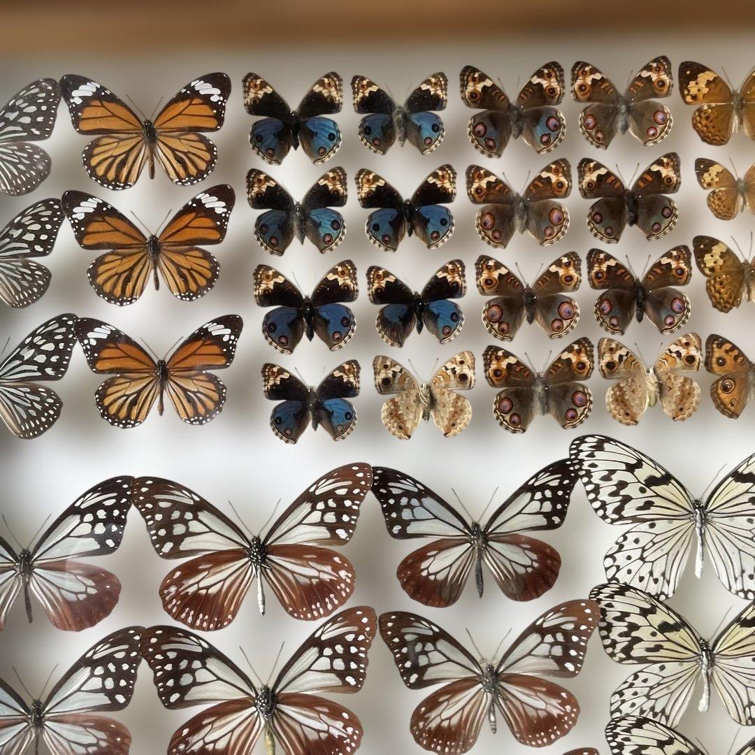 蝶の標本セット 多数4ケース