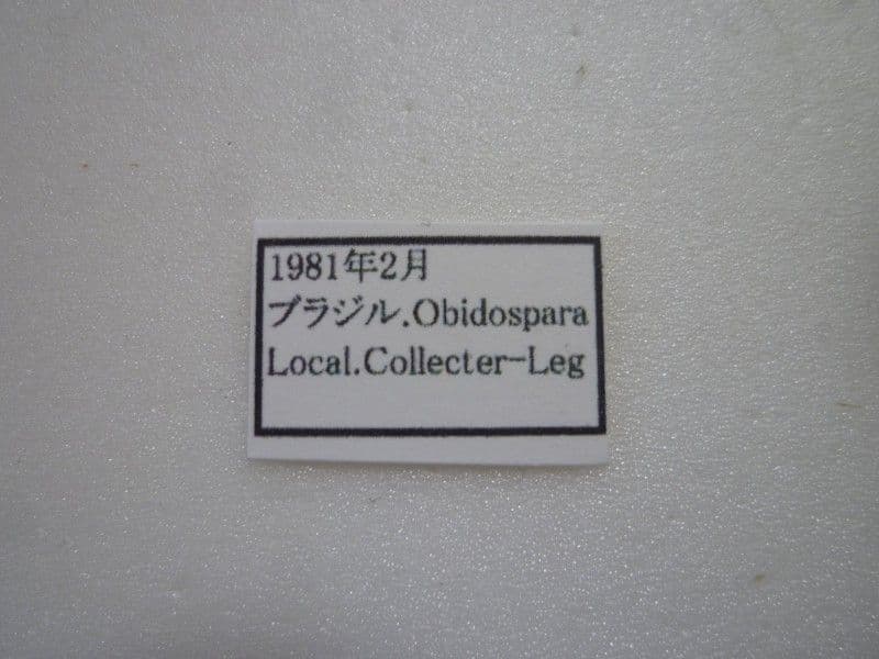 【外国産蝶標本】ディディウスモルフォ♀/ブラジル.オビドス産/148mm