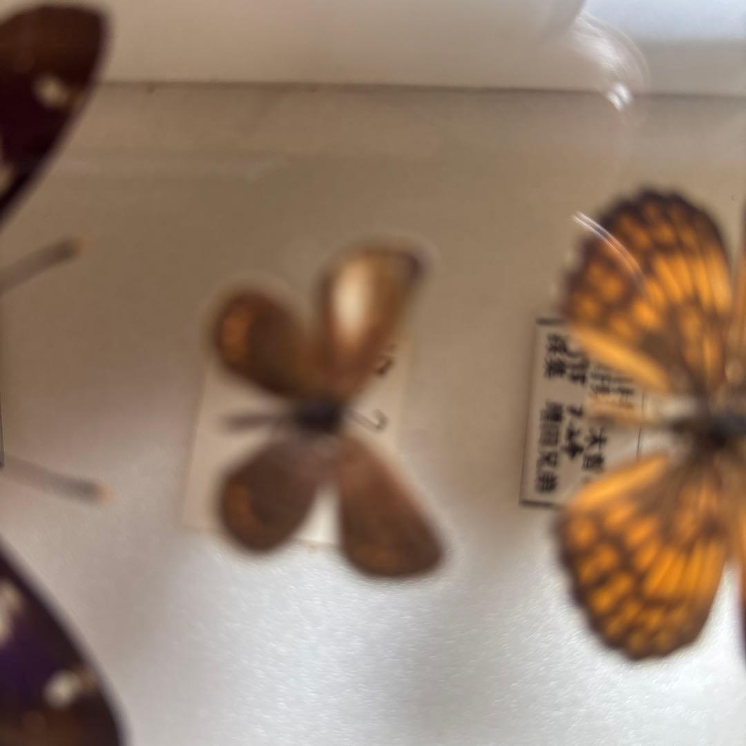 蝶の標本 木製フレーム41✖️51cm