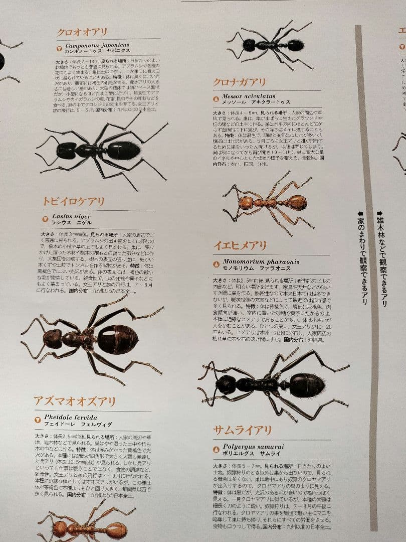 BE-PAL ビーパル カレンダー 新品未使用 1994年 ヴィンテージ