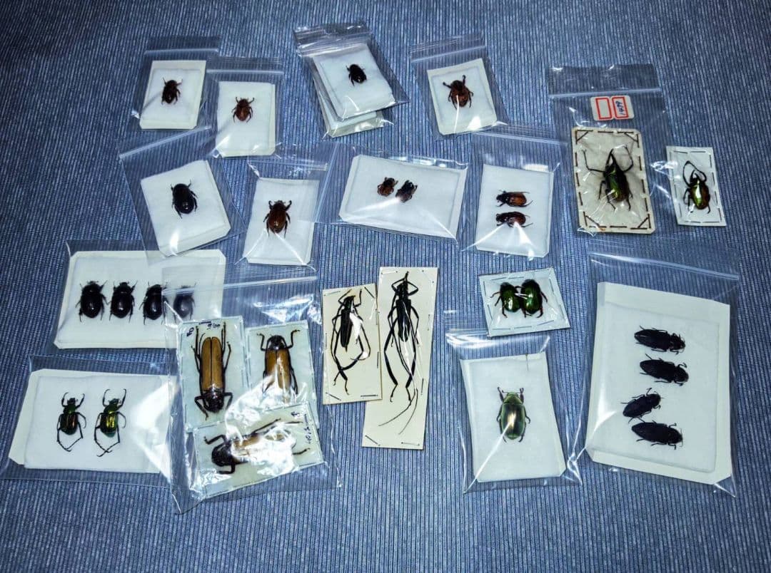 日曜日まで限定セール　昆虫標本