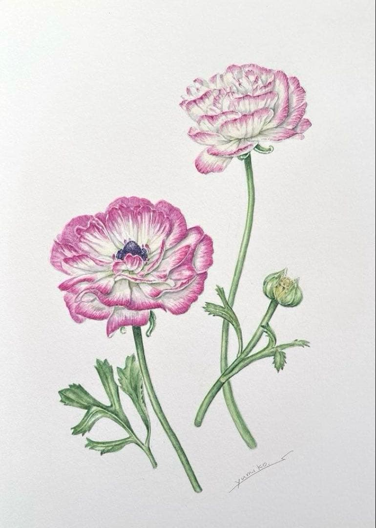 ラナンキュラス　水彩画　原画