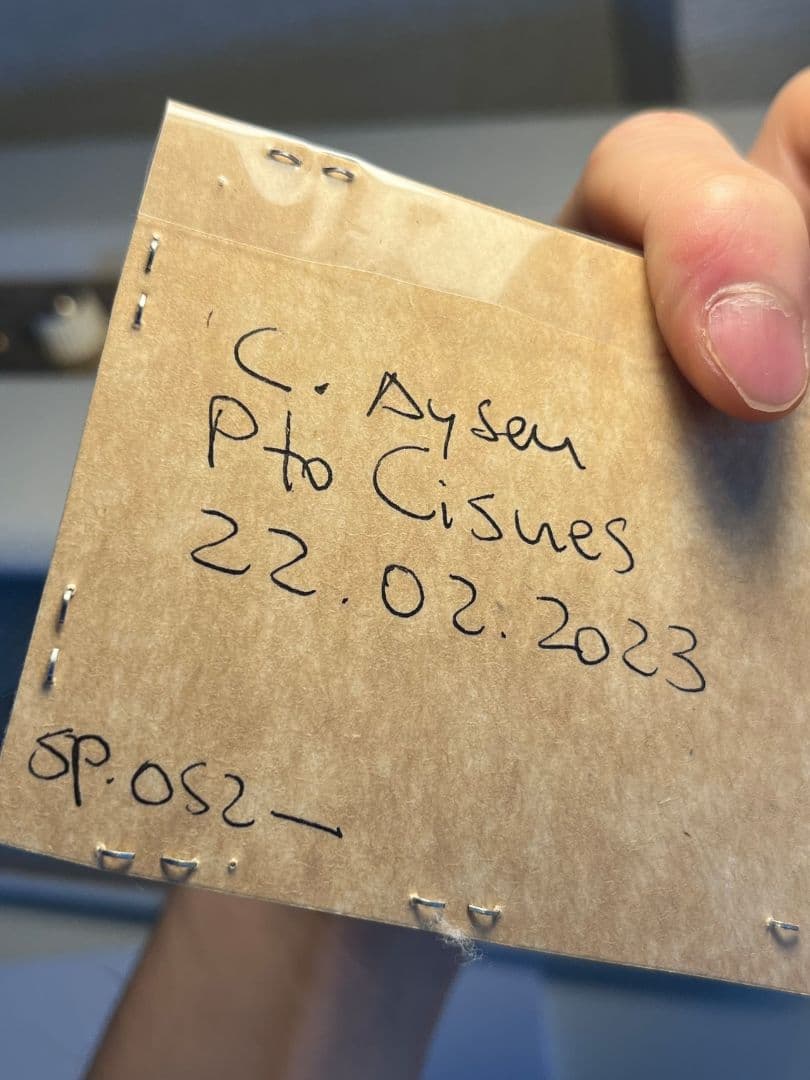 【未展足73mm】ホロメタリクスチリクワガタ シワバネクワガタ コガシラクワガタ